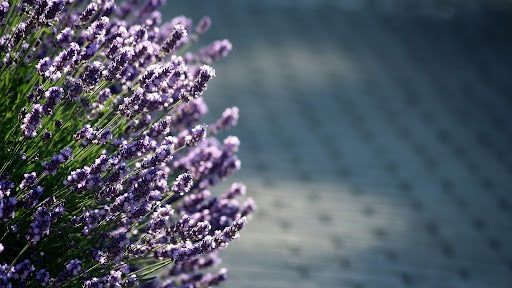 Exploring the Benefits of Lavender Oil for Babies